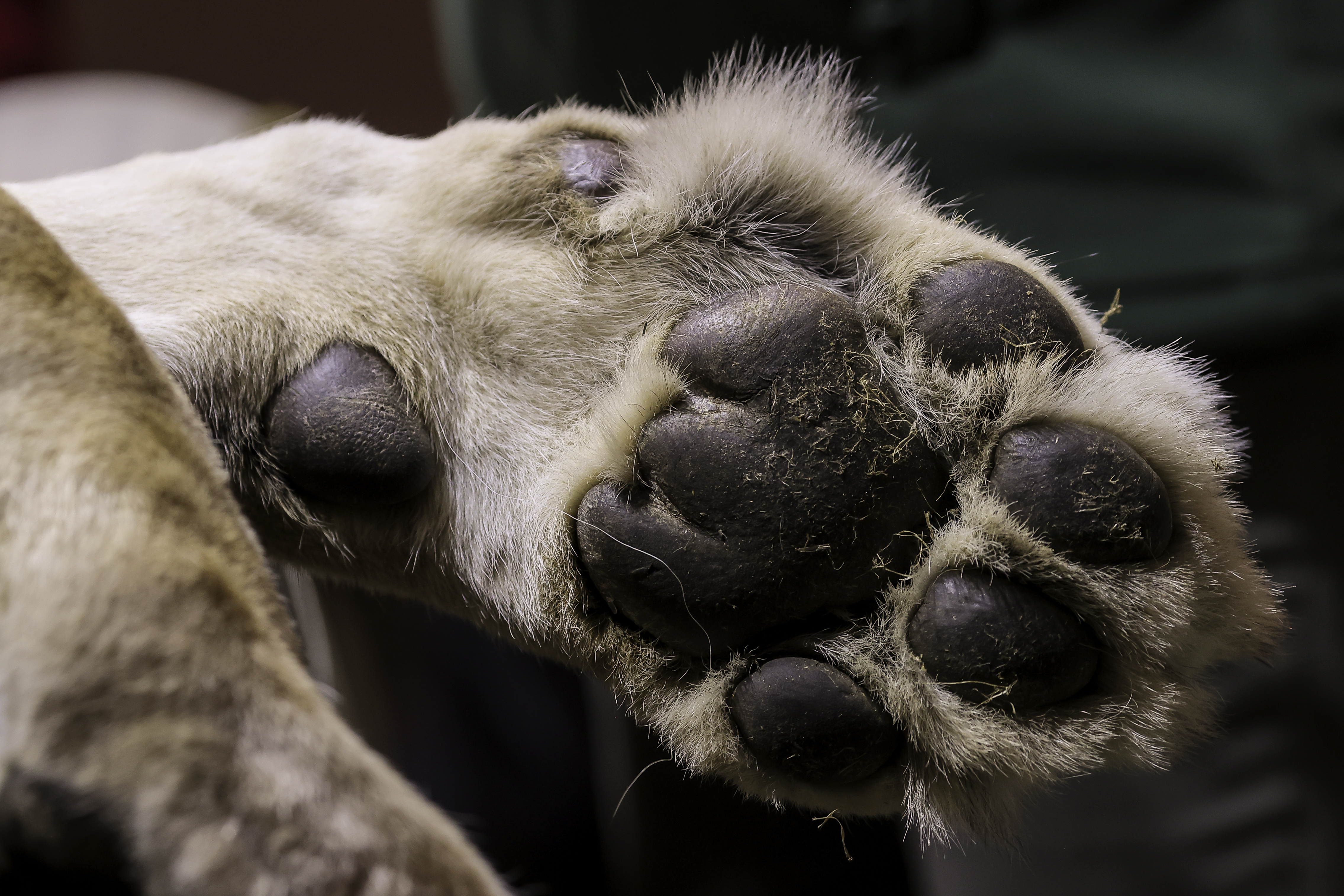 Valdrin Xhemaj/PIXSELL/BOBO