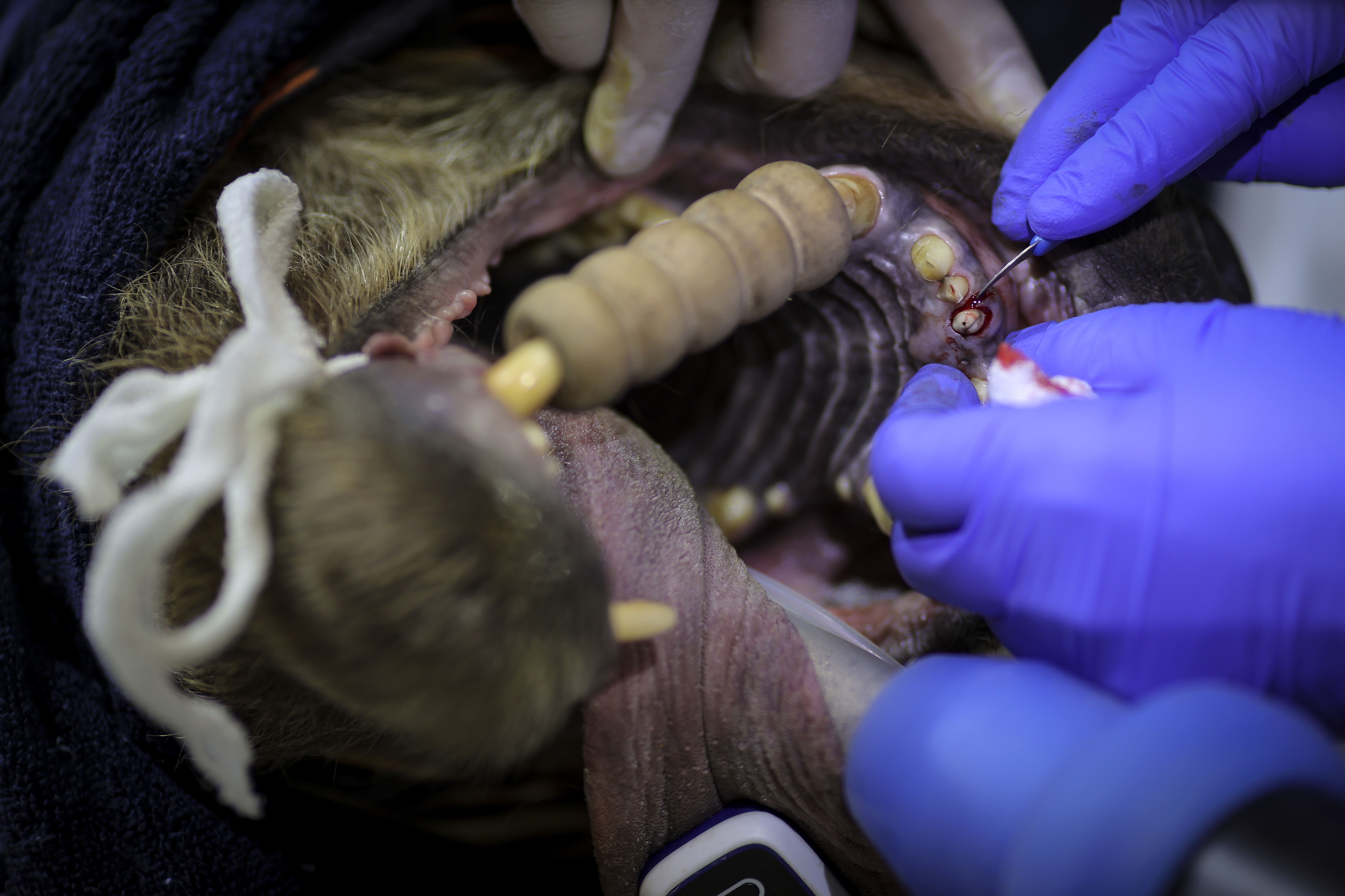 Valdrin Xhemaj/PIXSELL/BOBO