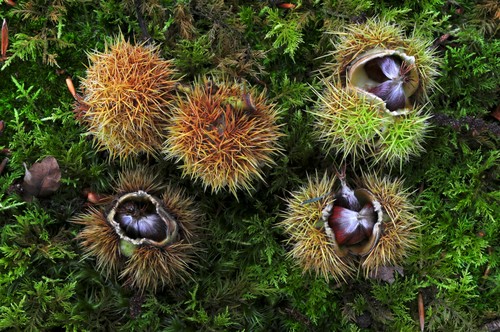 kostanj, narava, gozd