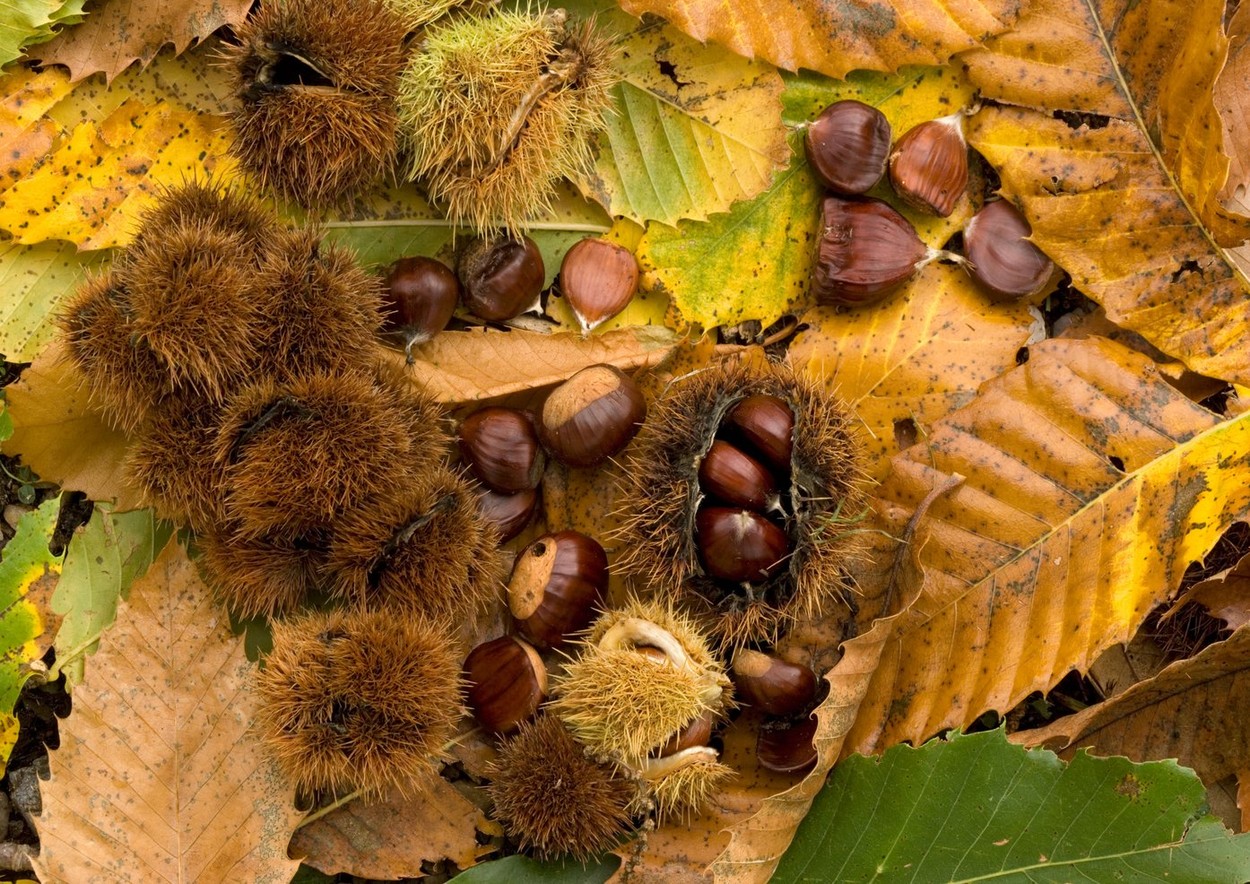 Sweet chesnut in autumn Castanea sativa Fallen chesnuts