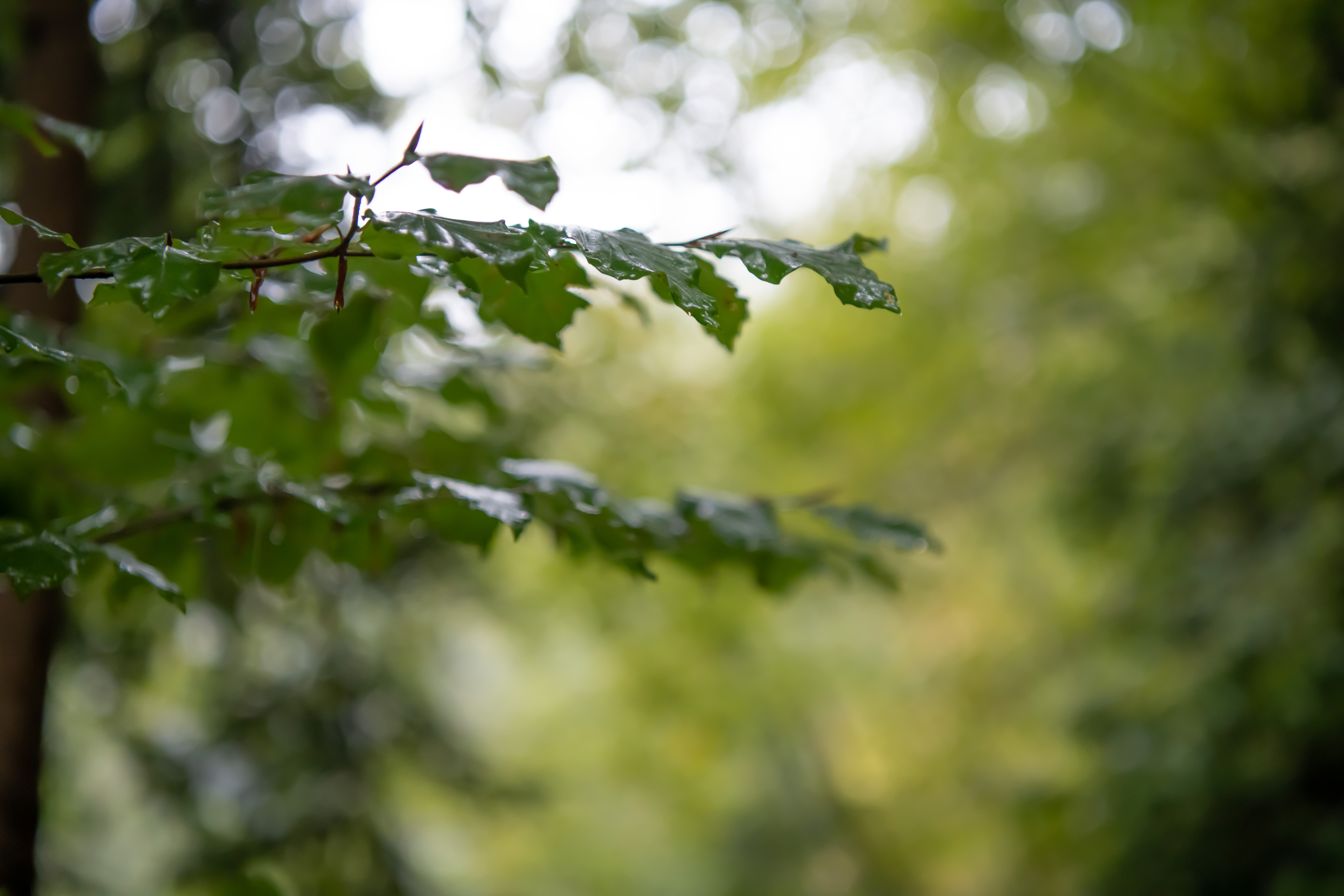 Gozd, drevesa, narava, zelenje