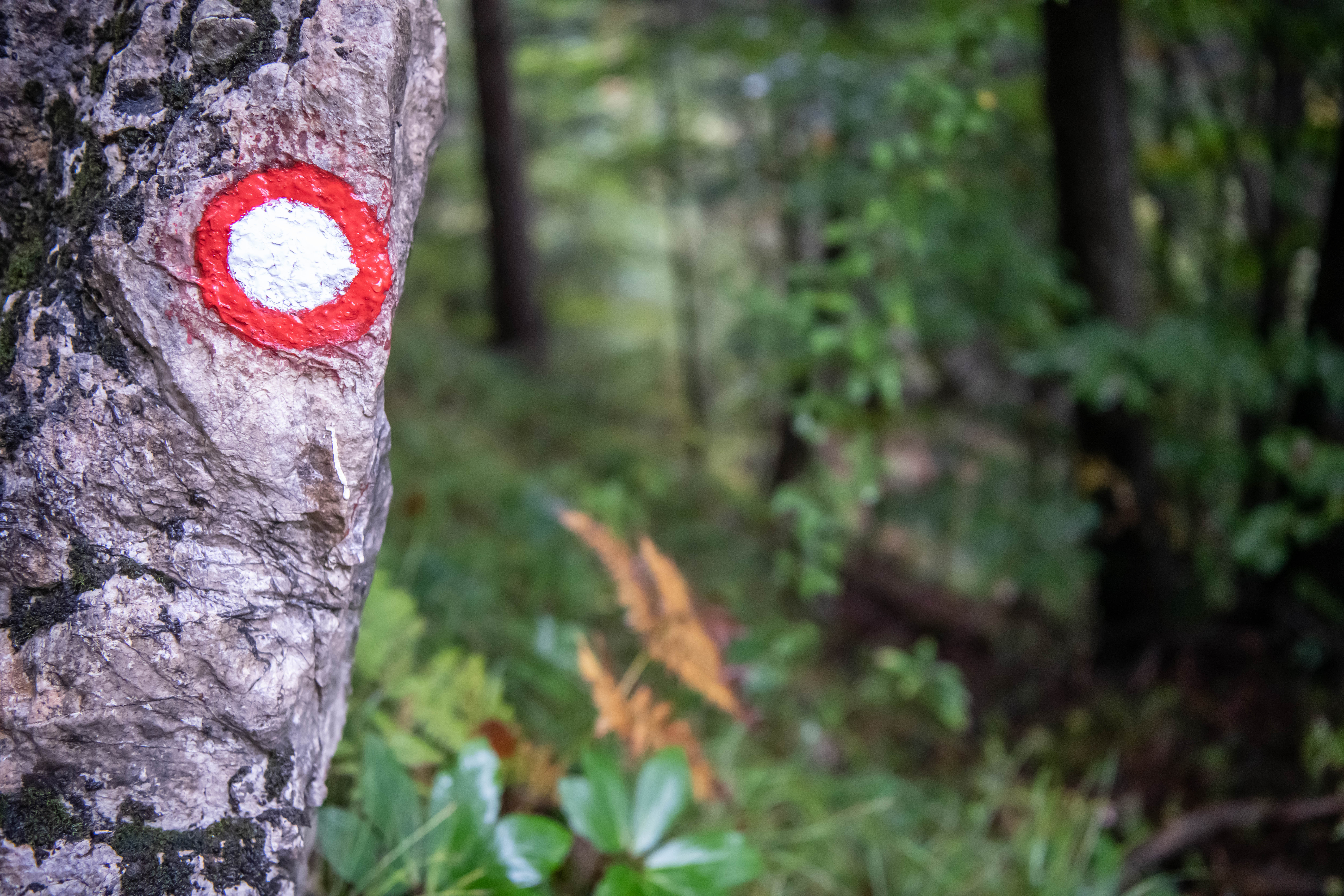 gozd, markacija, izlet, hribi, pohodništvo