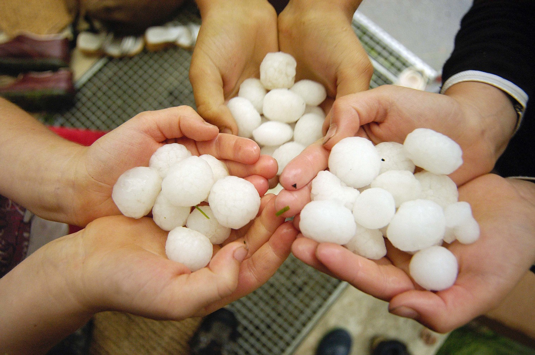 big hailstones after a hailstorm