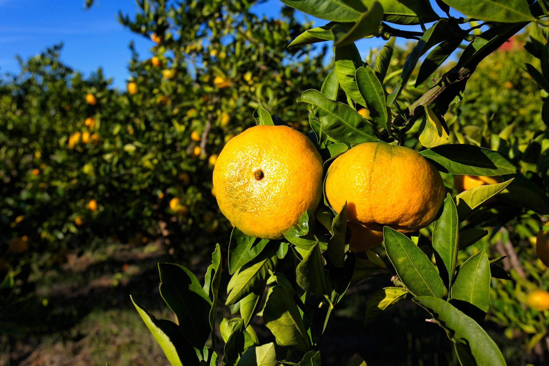 mandarine, neretva