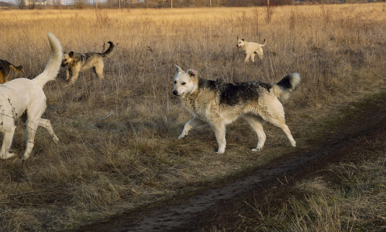 psi, trop psov, mesto