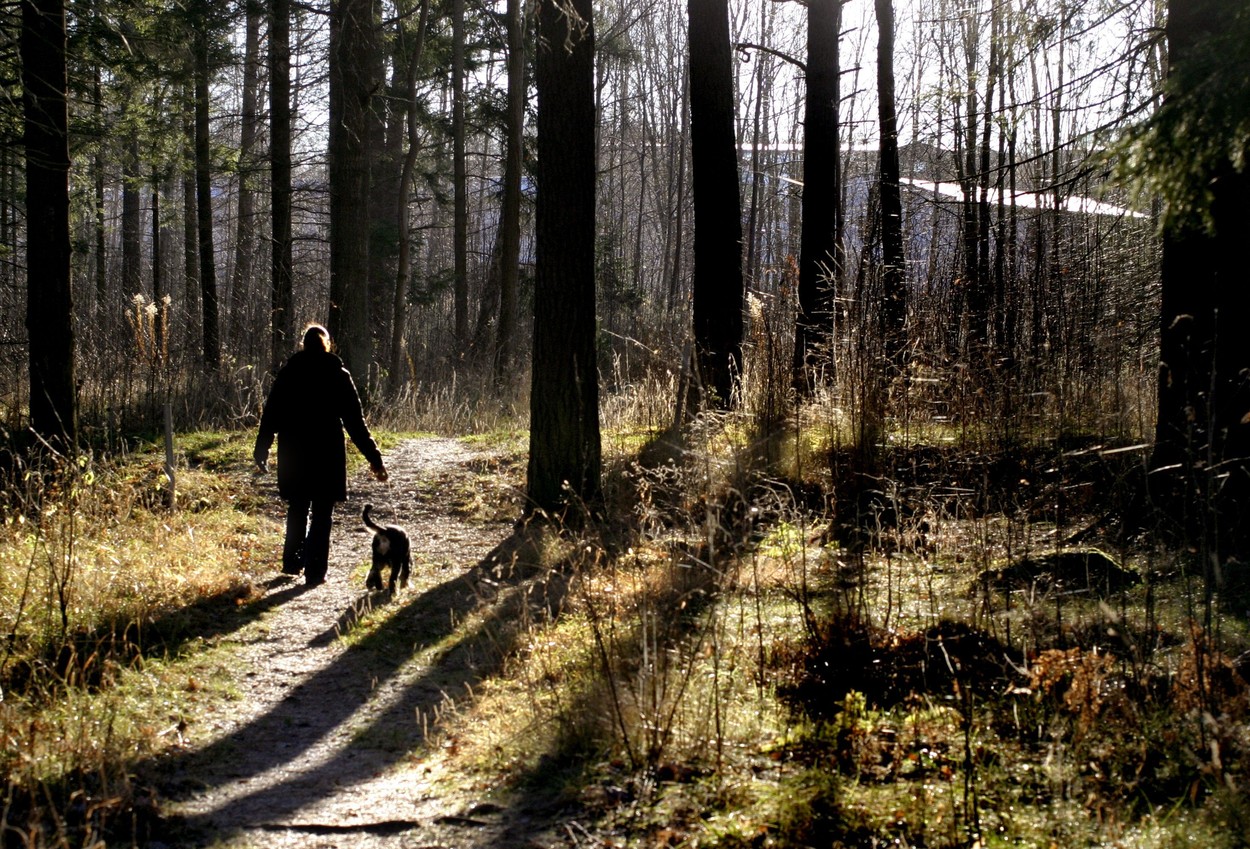 gozd, sprehod, ženska