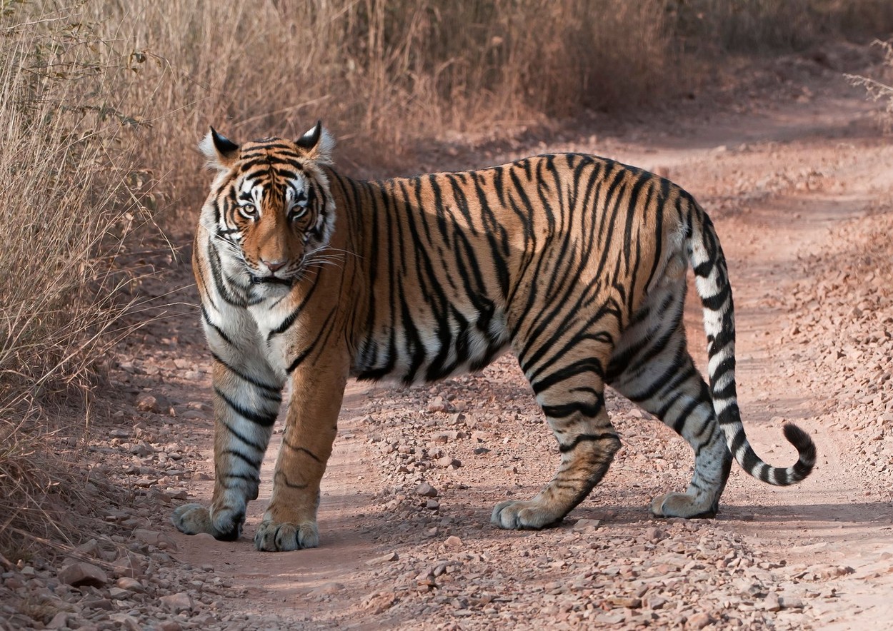 A Male Tiger, Ranthambore NP, India
