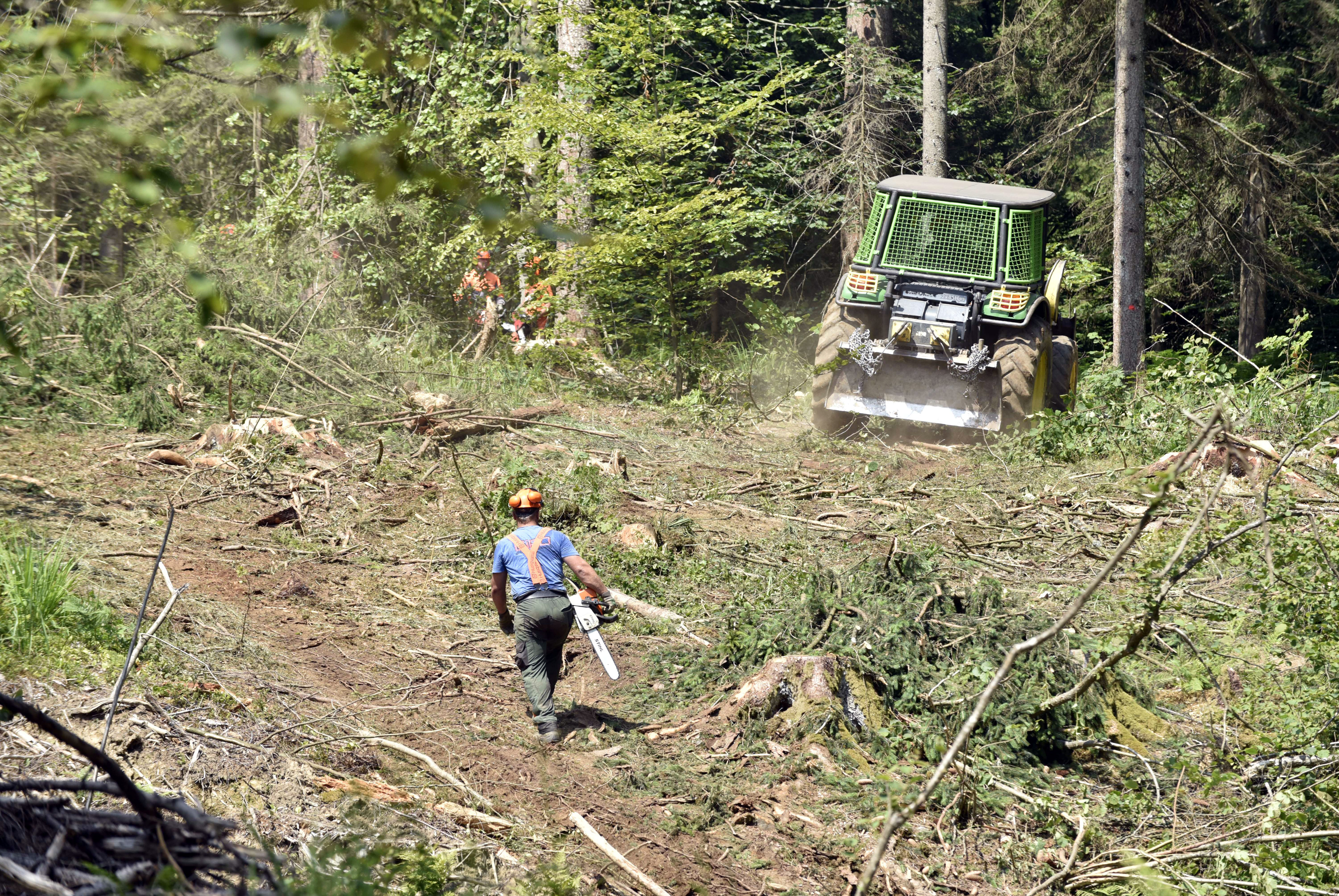 slovenski državni gozdovi, gozd