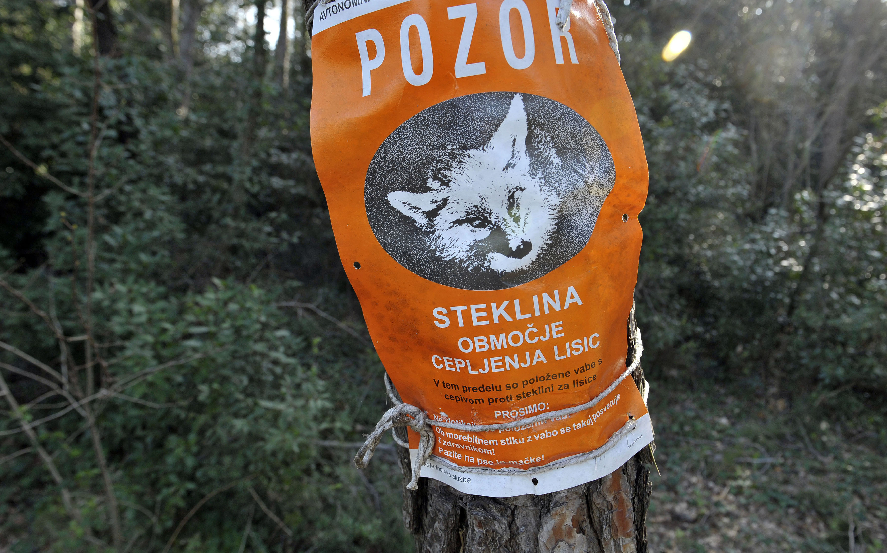 steklina, lisice, narava, cepljenje