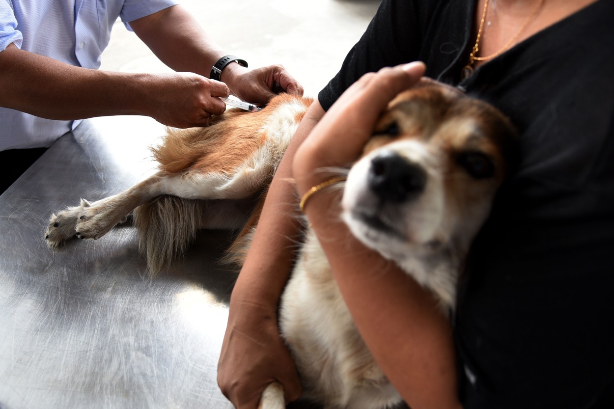 steklina cepljenje pes