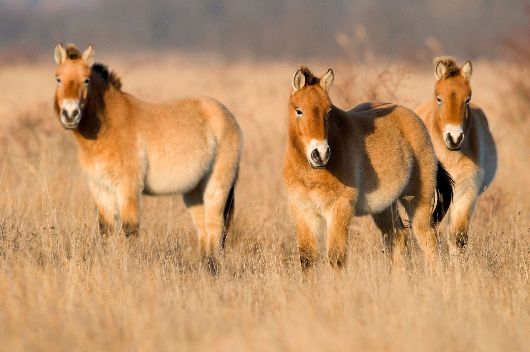 1666800798-przewalski-konji-nezidersko-jezero-pr-0131844519.jpg