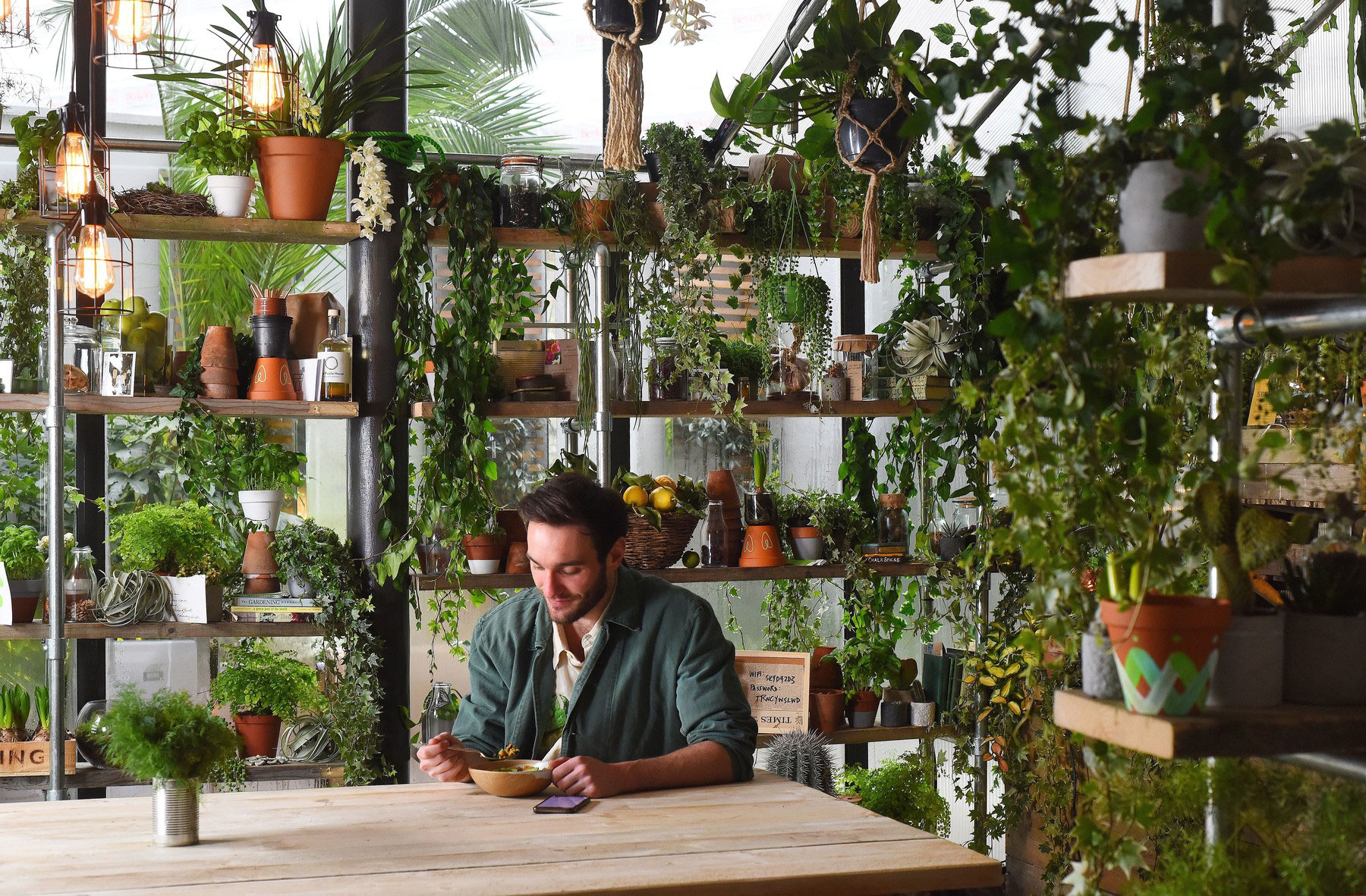 sobne rastline, rože, zelenje, moški, obrok