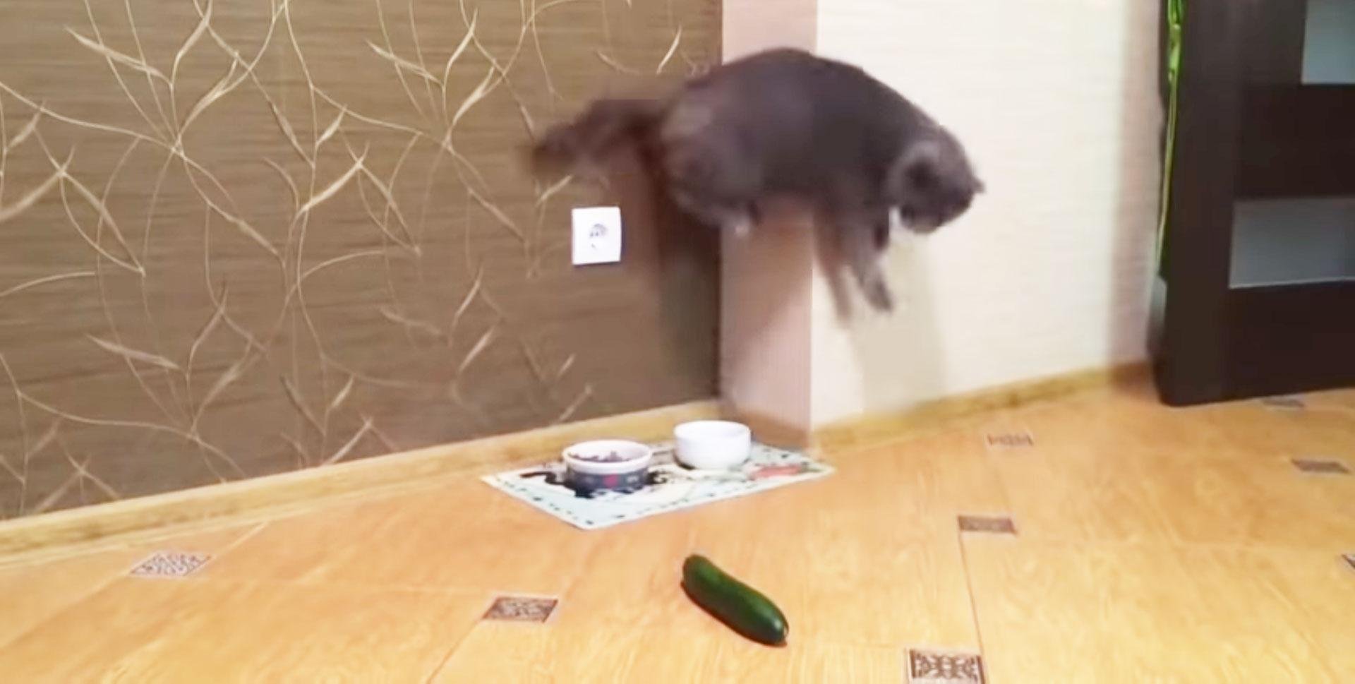 mačka, kumara, strah