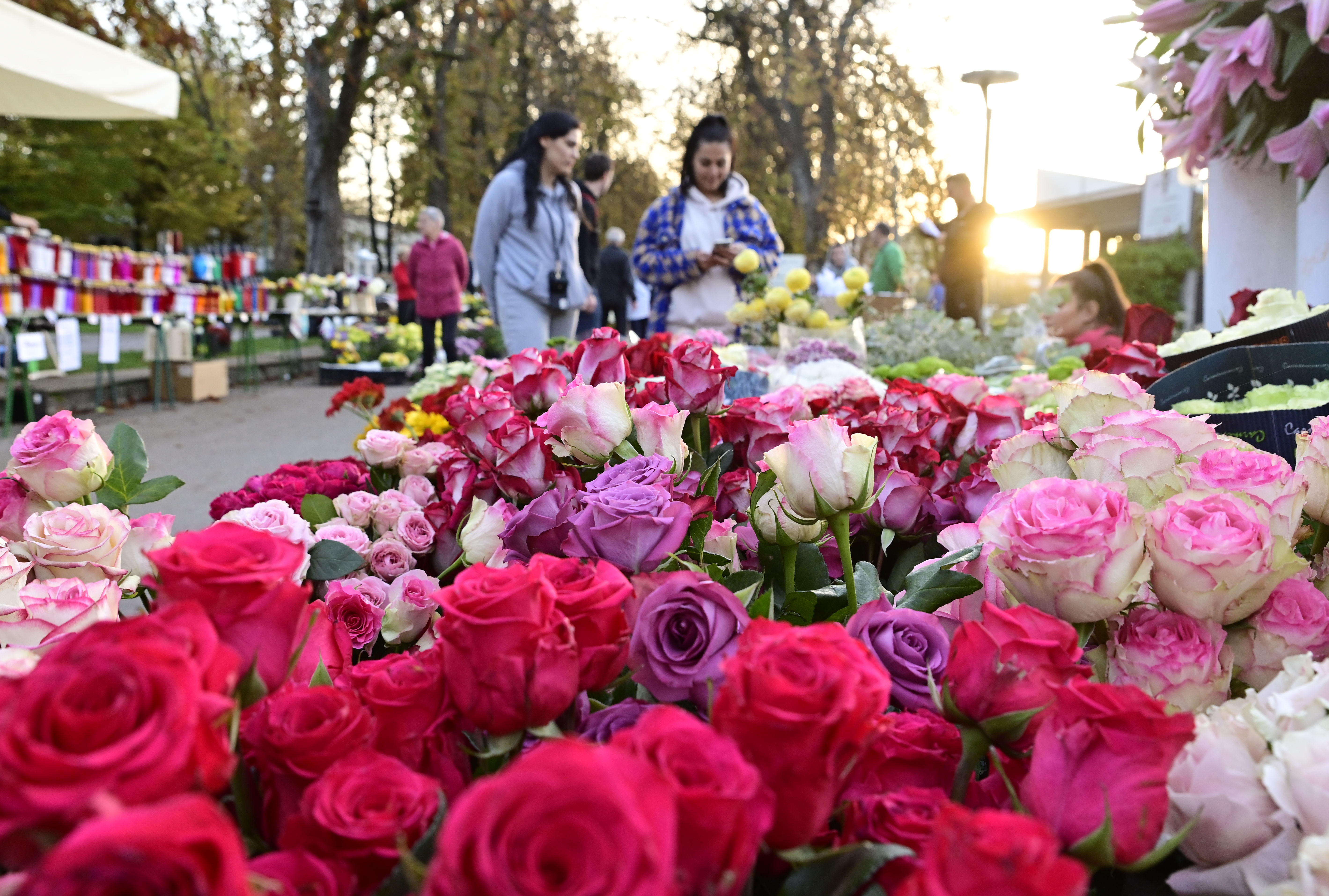 Žiga  Živulović jr. /Bobo