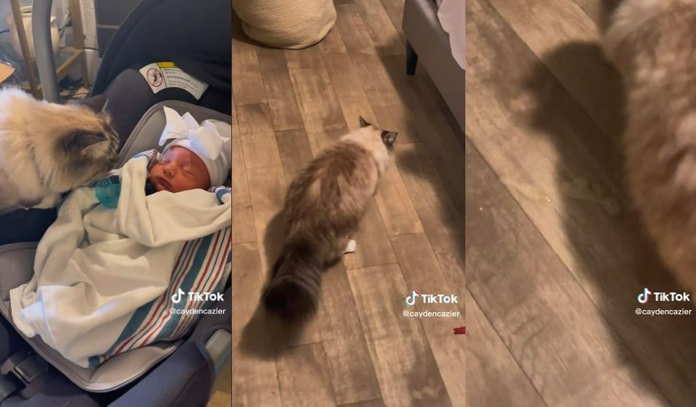 Mačka in dojenčica