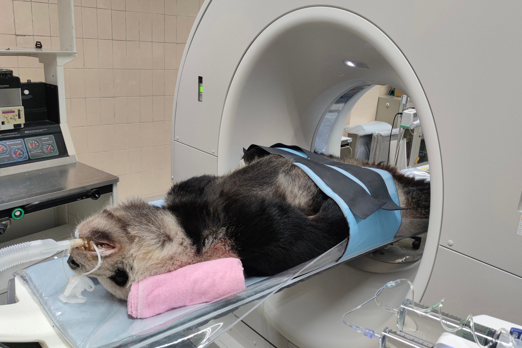 Živalski vrt v Tajpeju, Profimedia