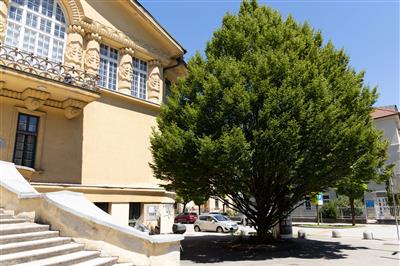 MOL | navadni gaber ob naslovu Tabor 13