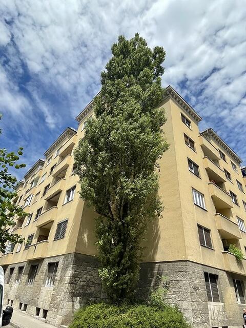 MOL | jagned, črni topol  ob Valvasorjevi ulici 1