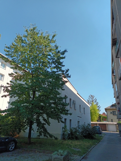 MOL |  češnja ob naslovu Bičevje 5