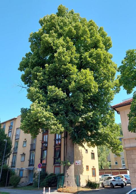 Izbor za drevo leta 2022