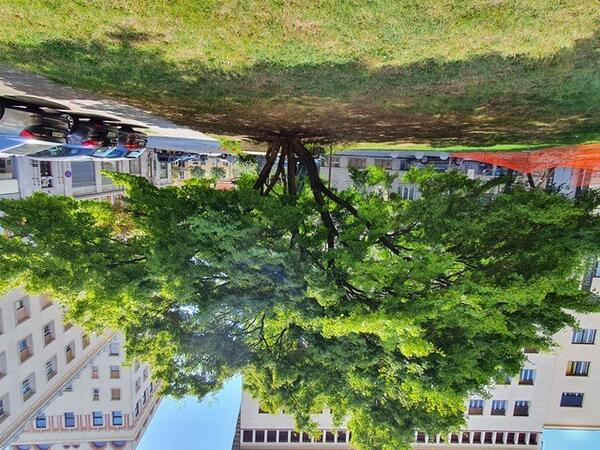 Izbor za drevo leta 2022