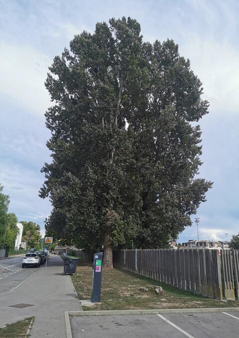 Izbor za drevo leta 2022