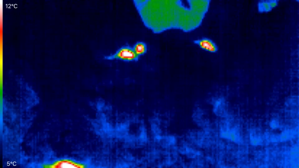Podgane v Miklošičevem parku je decembra 2022 ekipa N1 posnela tudi z infrardečo kamero. (Foto: N1)