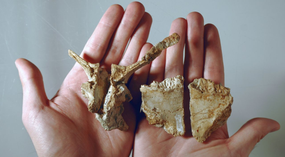 Dinozaver Transylvanosaurus