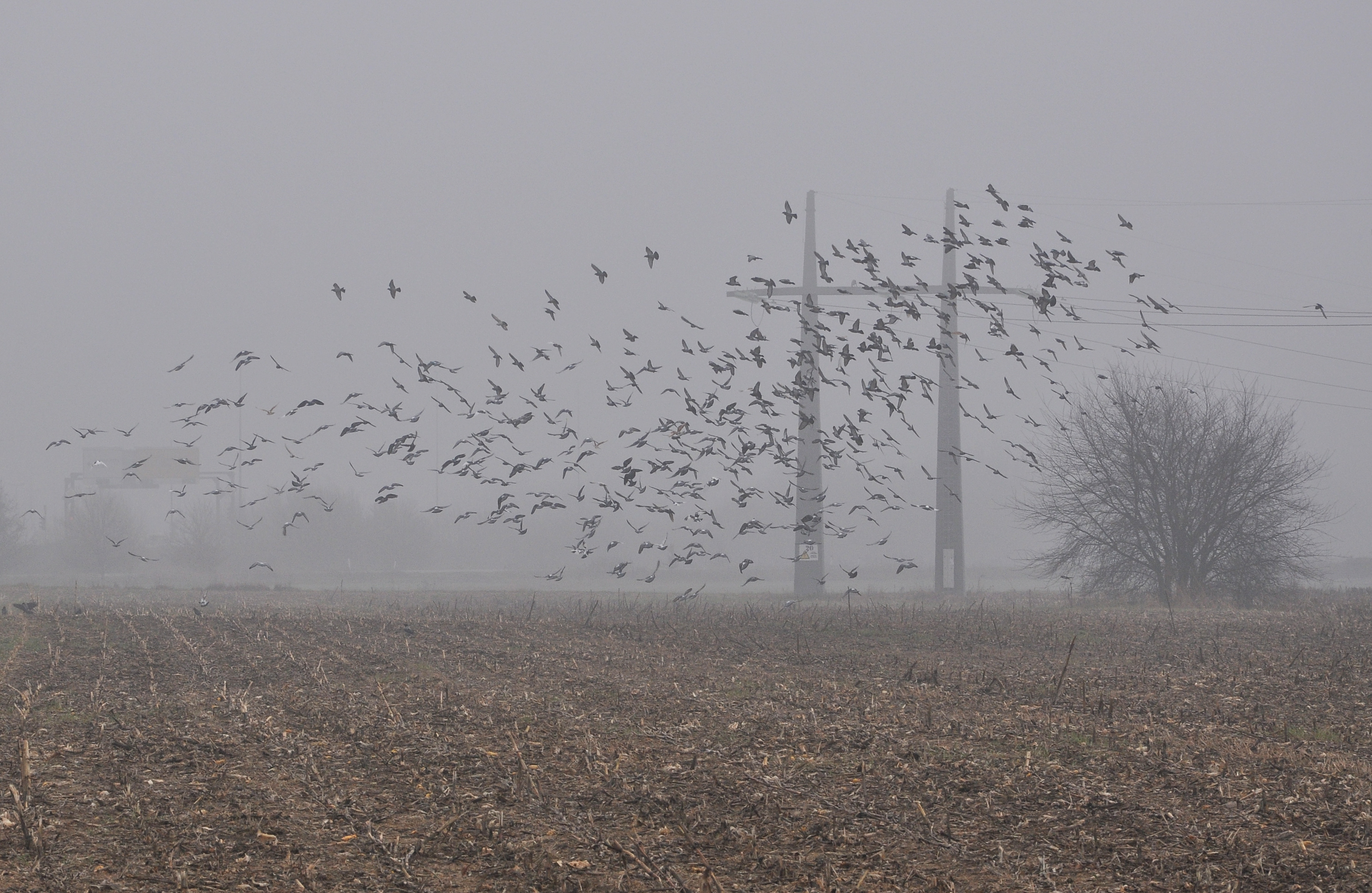 zima,megla,elektrika,hlad,ptice
