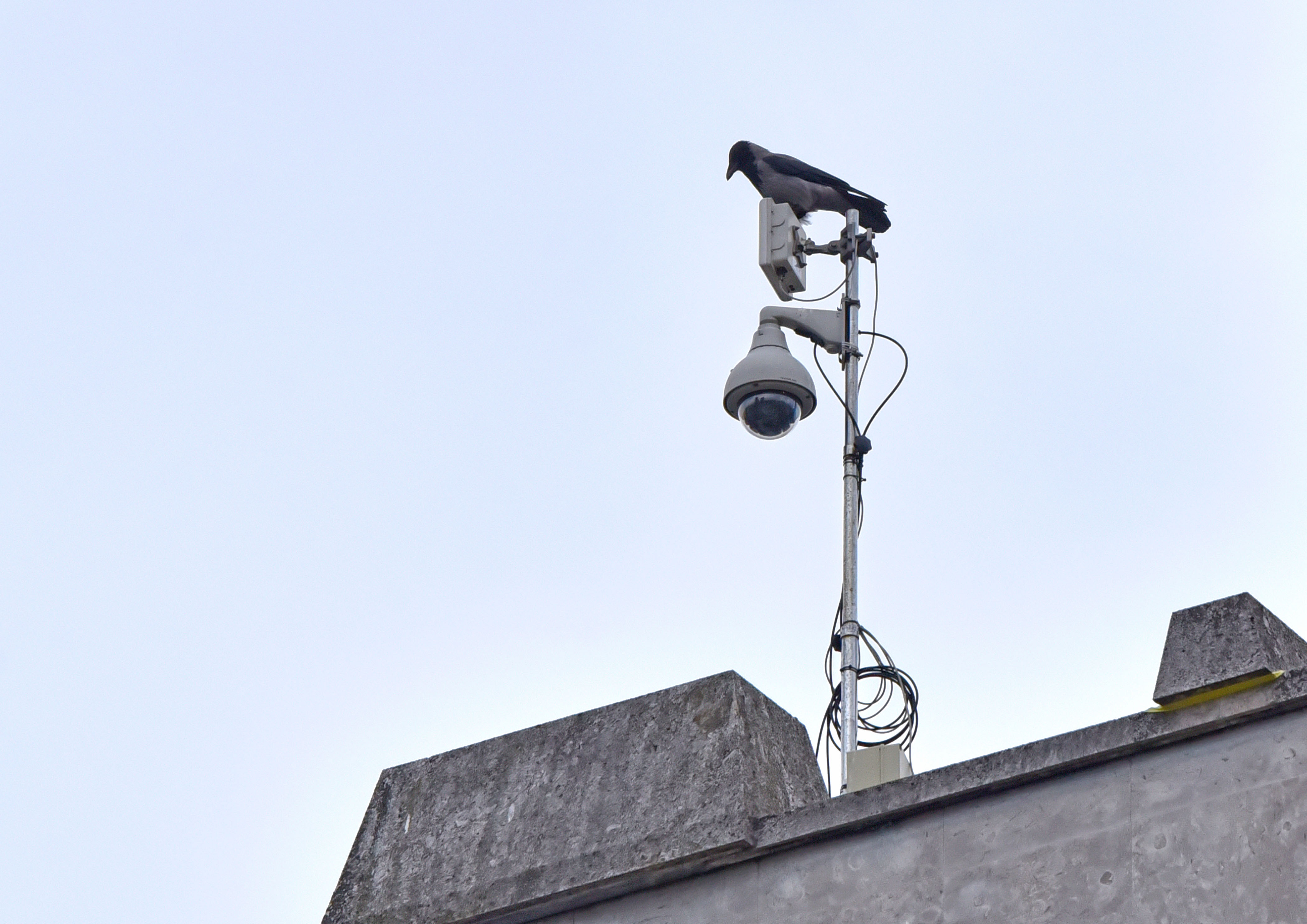 Detajl kamera in ptica