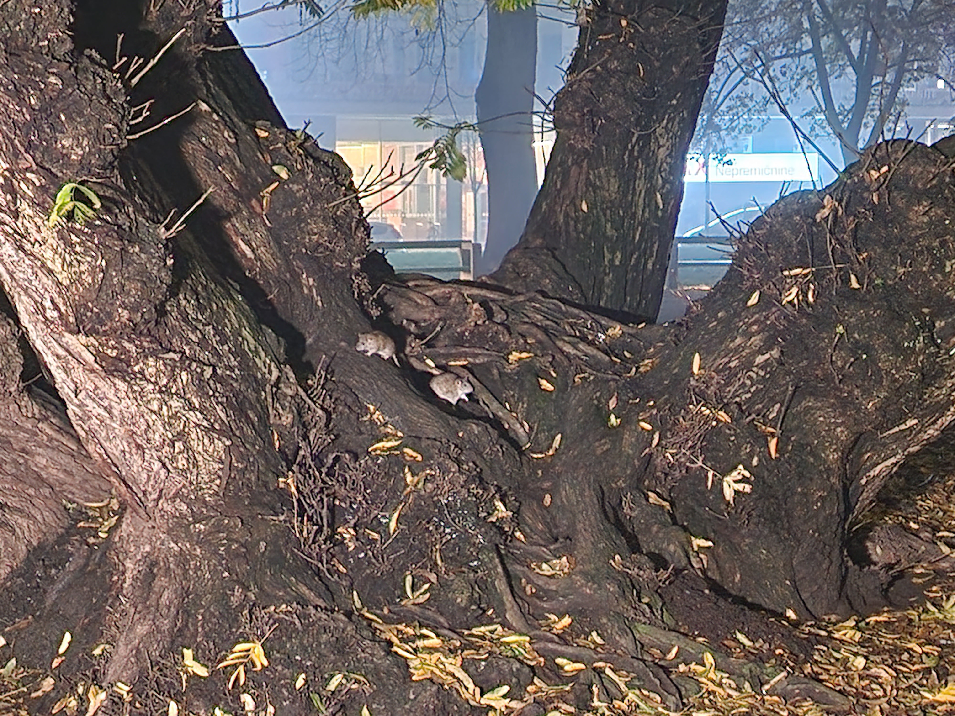 Podgane v Miklošičevem parku