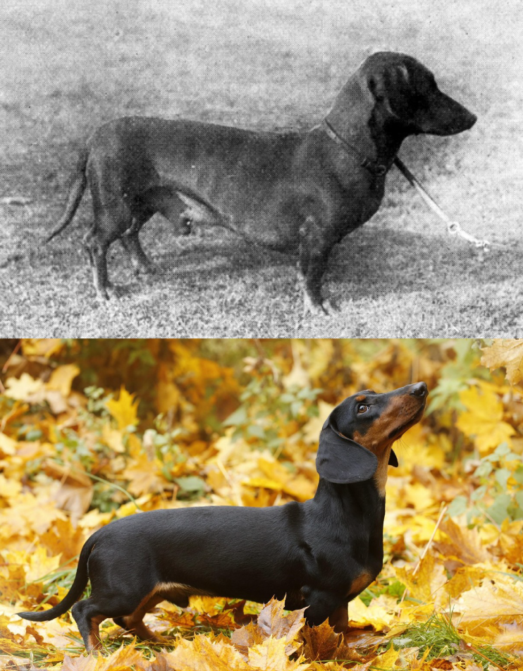 Jazbečar (Foto: W.E.Mason: Dogs of all Nations/PROFIMEDIA)