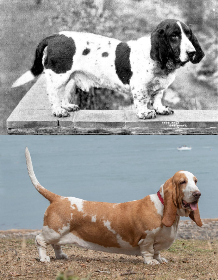 Baset (Foto: W.E.Mason: Dogs of all Nations/PROFIMEDIA)