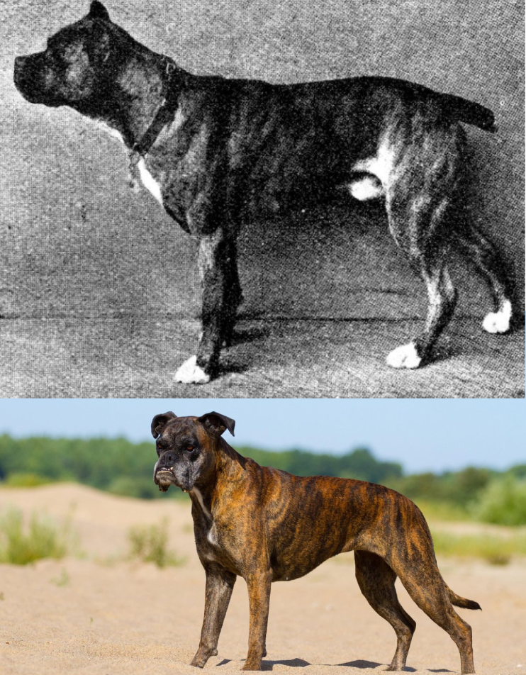 Nemški bokser (Foto: W.E.Mason: Dogs of all Nations/PROFIMEDIA)