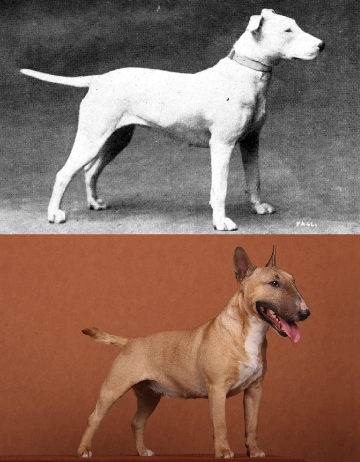 Bulterier (Foto: W.E.Mason: Dogs of all Nations/PROFIMEDIA)