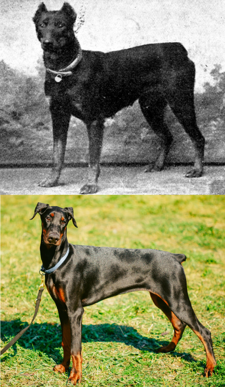 Doberman (Foto: W.E.Mason: Dogs of all Nations/PROFIMEDIA)