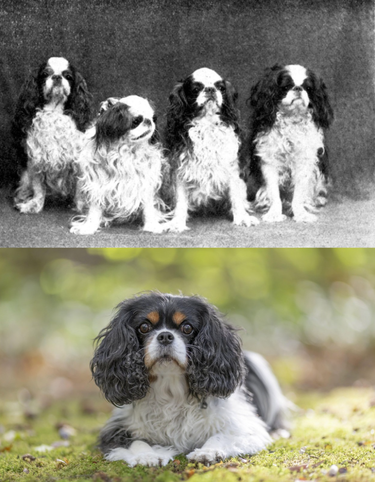 Kavalir kralja Karla