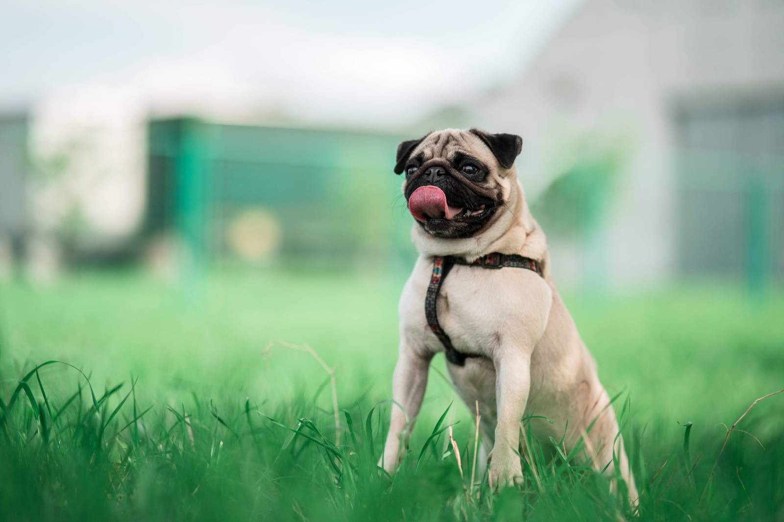 Mops (Foto: Aljaž Uršej/N1)