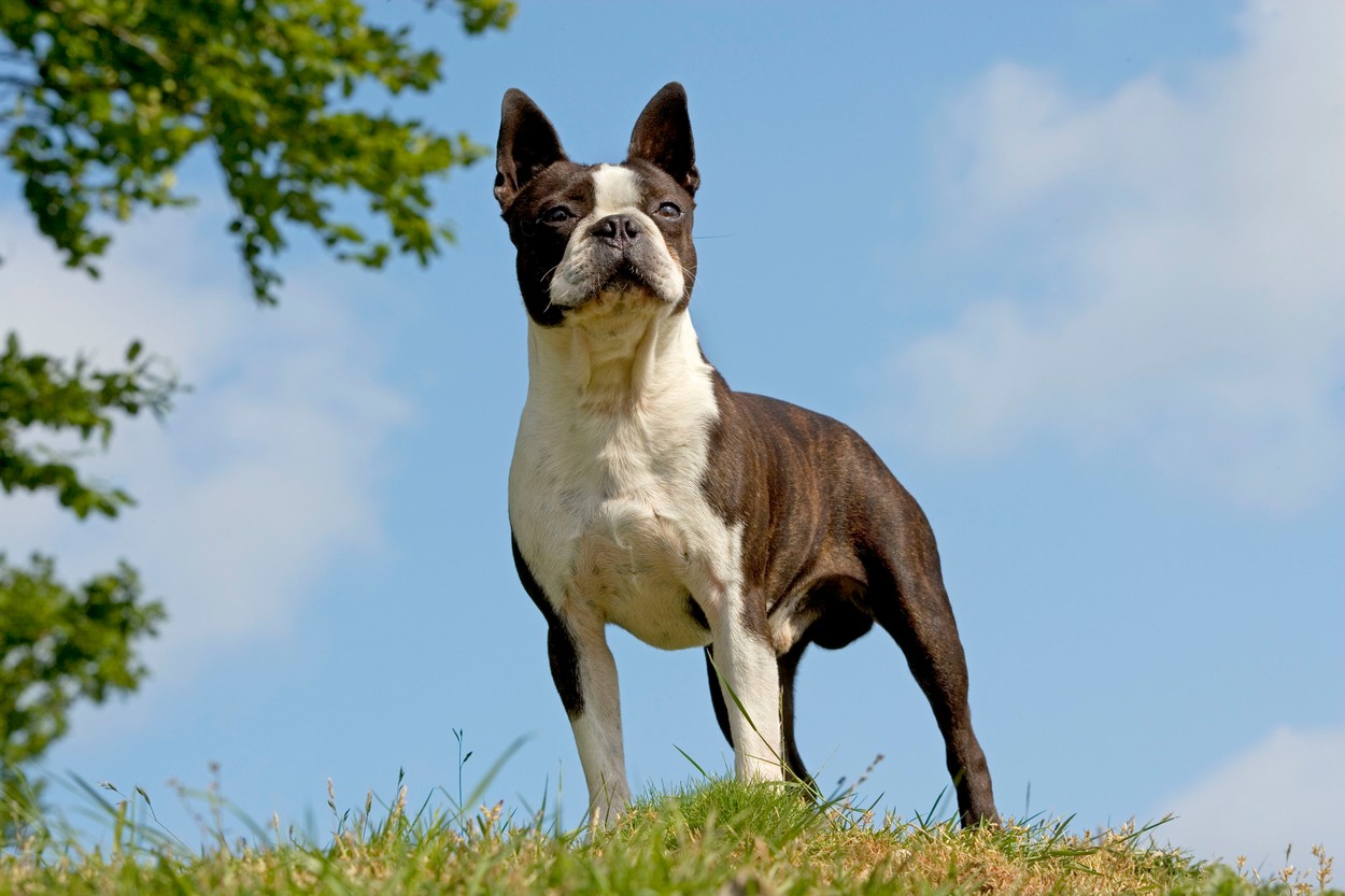 Bostonski terier (Foto: PROFIMEDIA)