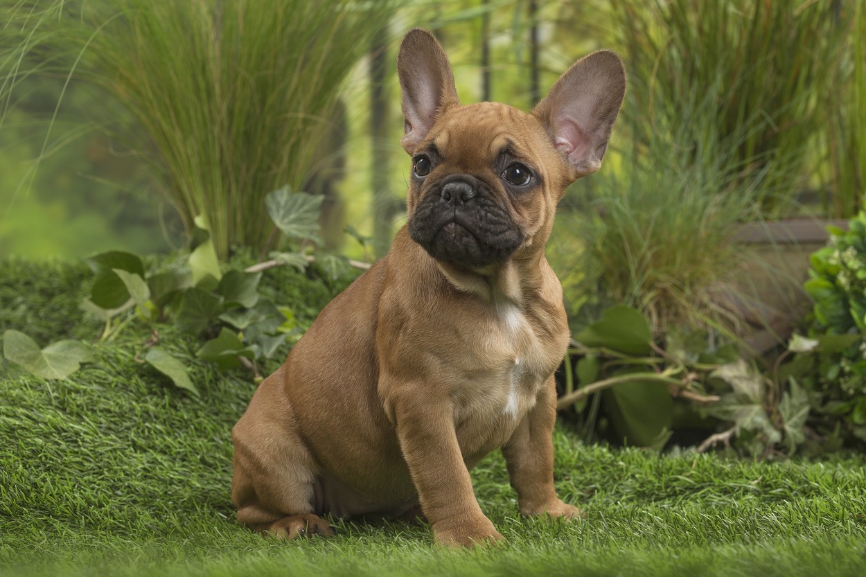Francoski buldog (Foto: PROFIMEDIA)