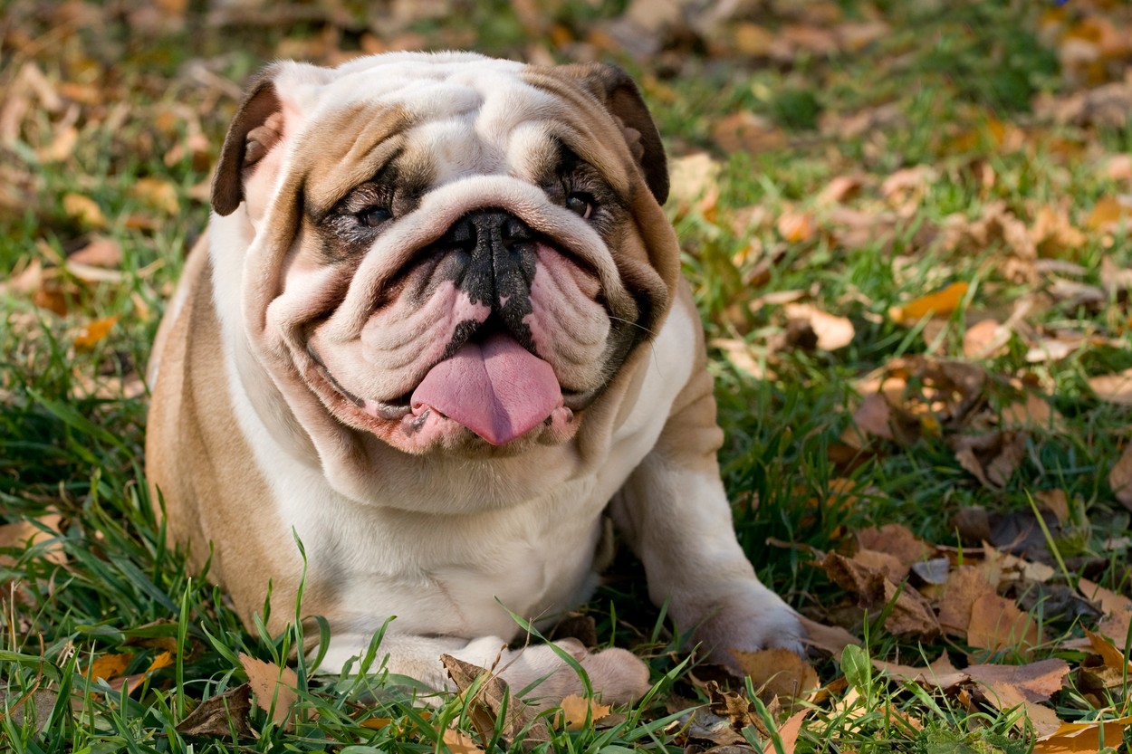 Angleški buldog (Foto: PROFIMEDIA)