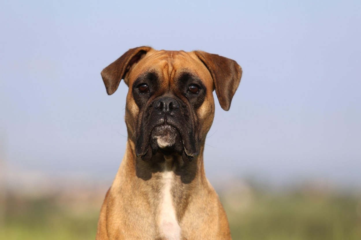 Bokser (Foto: PROFIMEDIA)