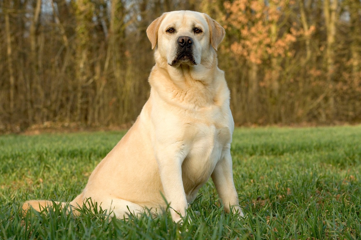 Labradorec (Foto: PROFIMEDIA)