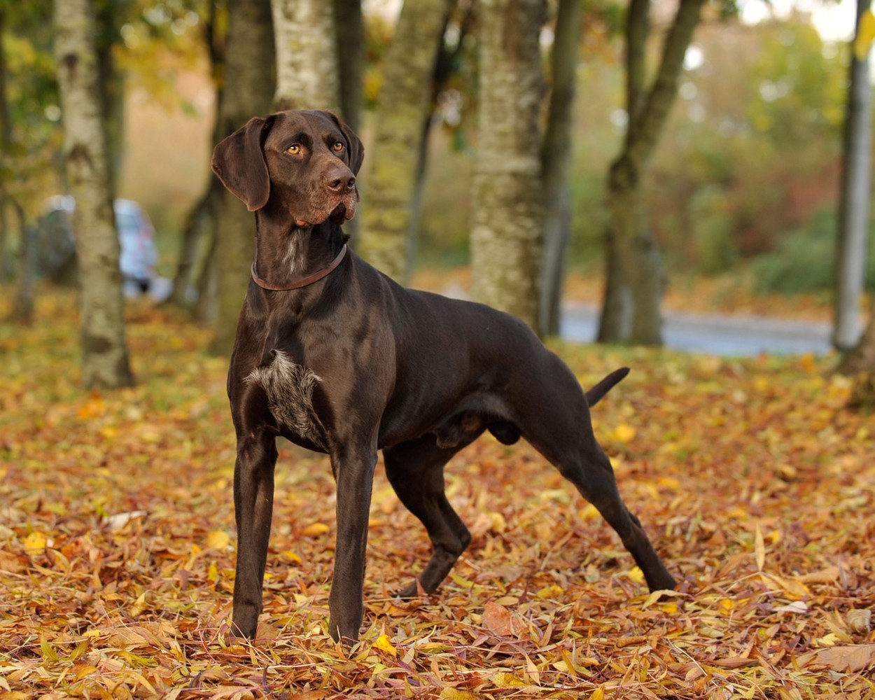 german shorthaired pointer dog standing in woodland in autumn