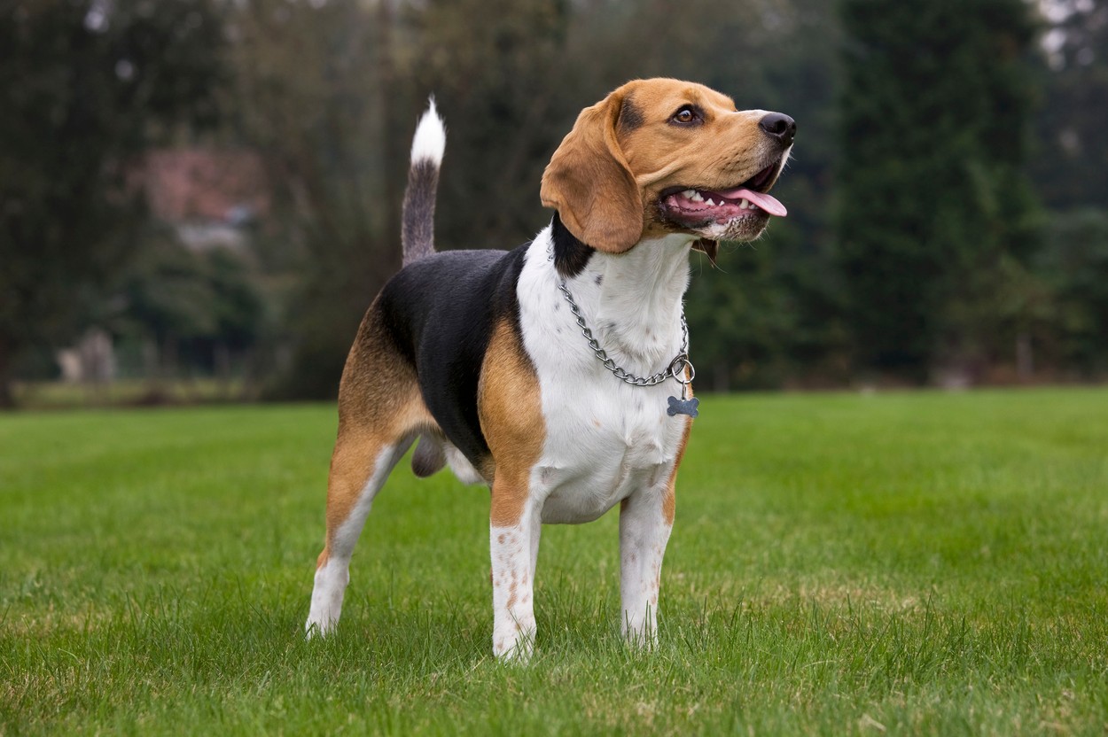 Beagle dog