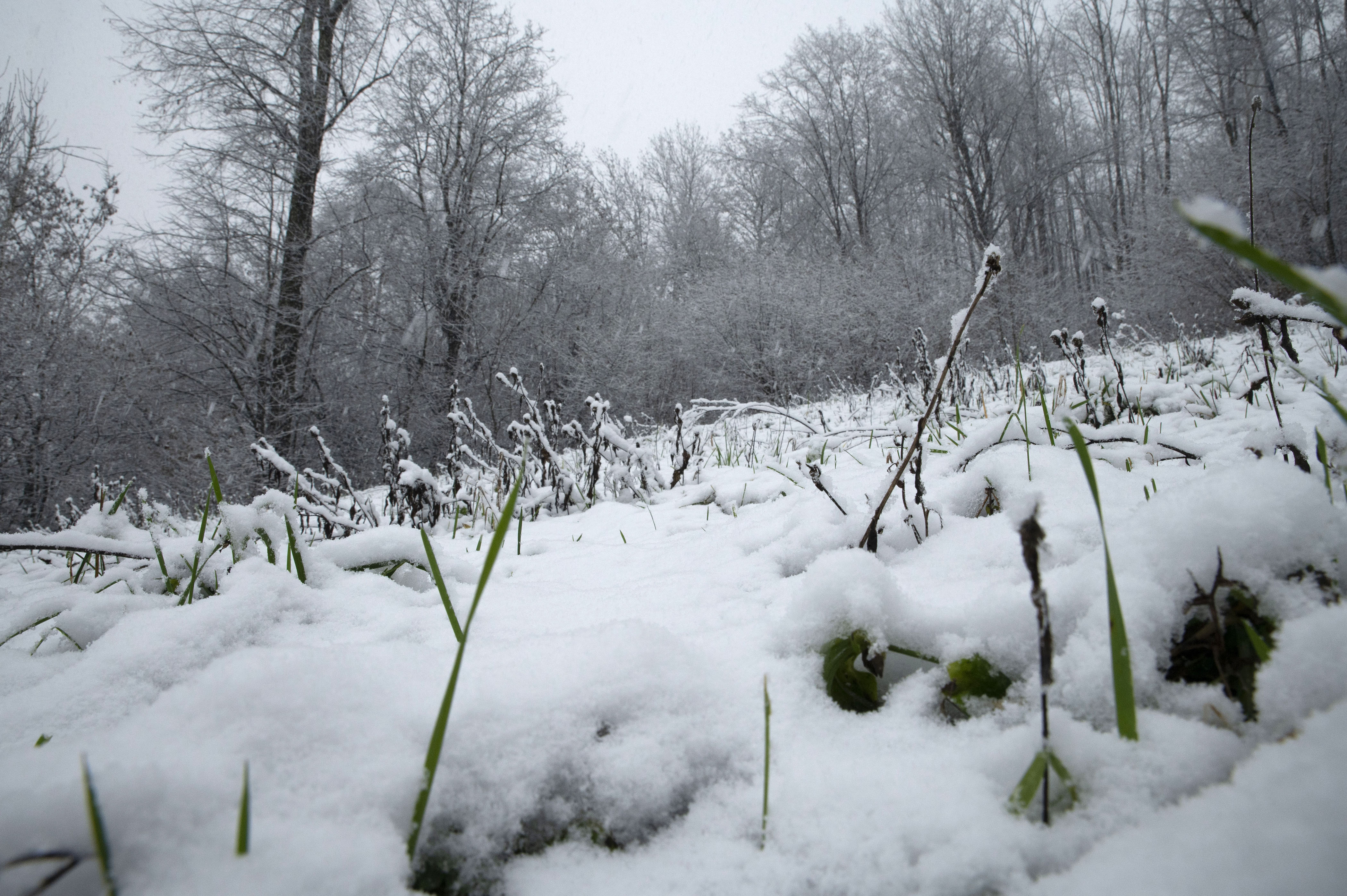 Žiga Živulovič jr./Bobo