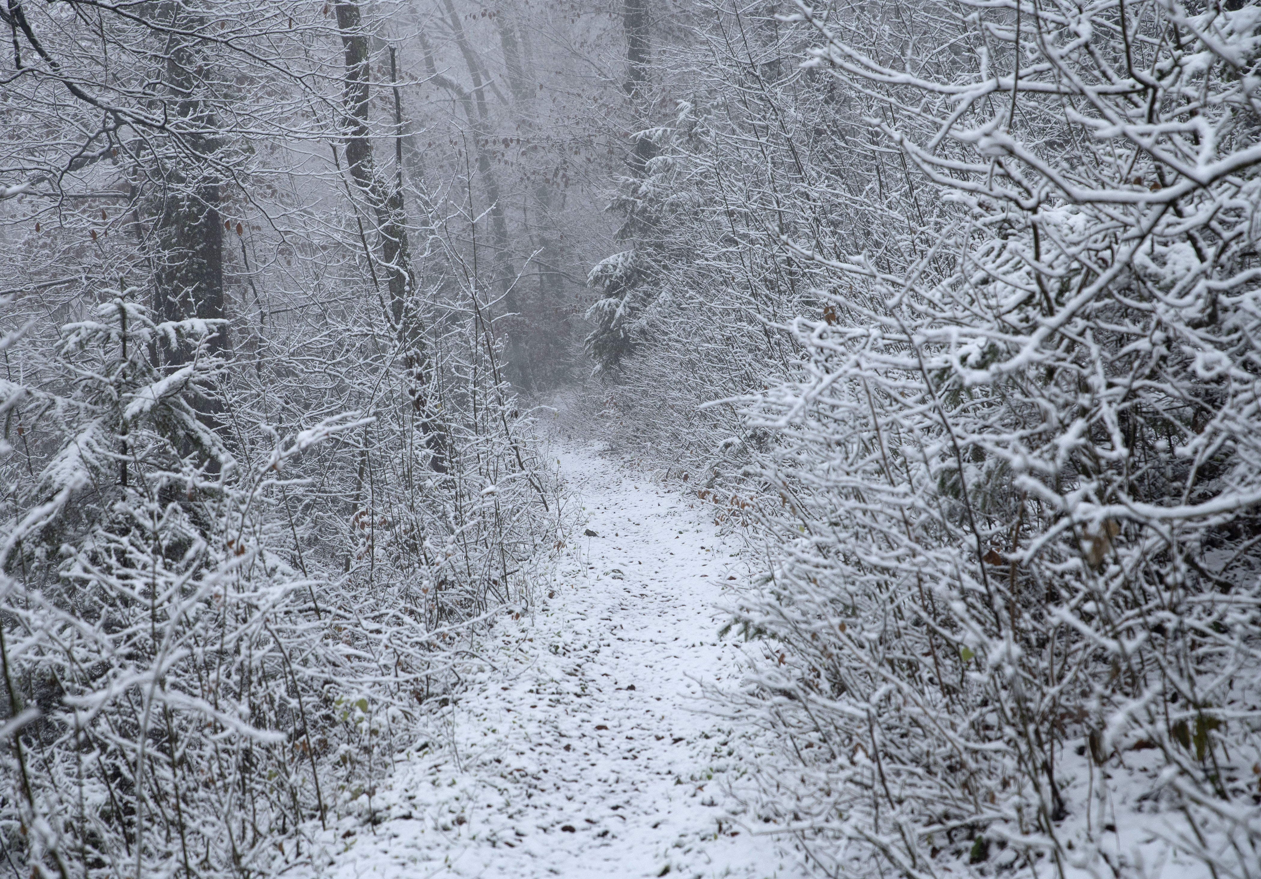 Foto. Žiga Živulovič jr./Bobo