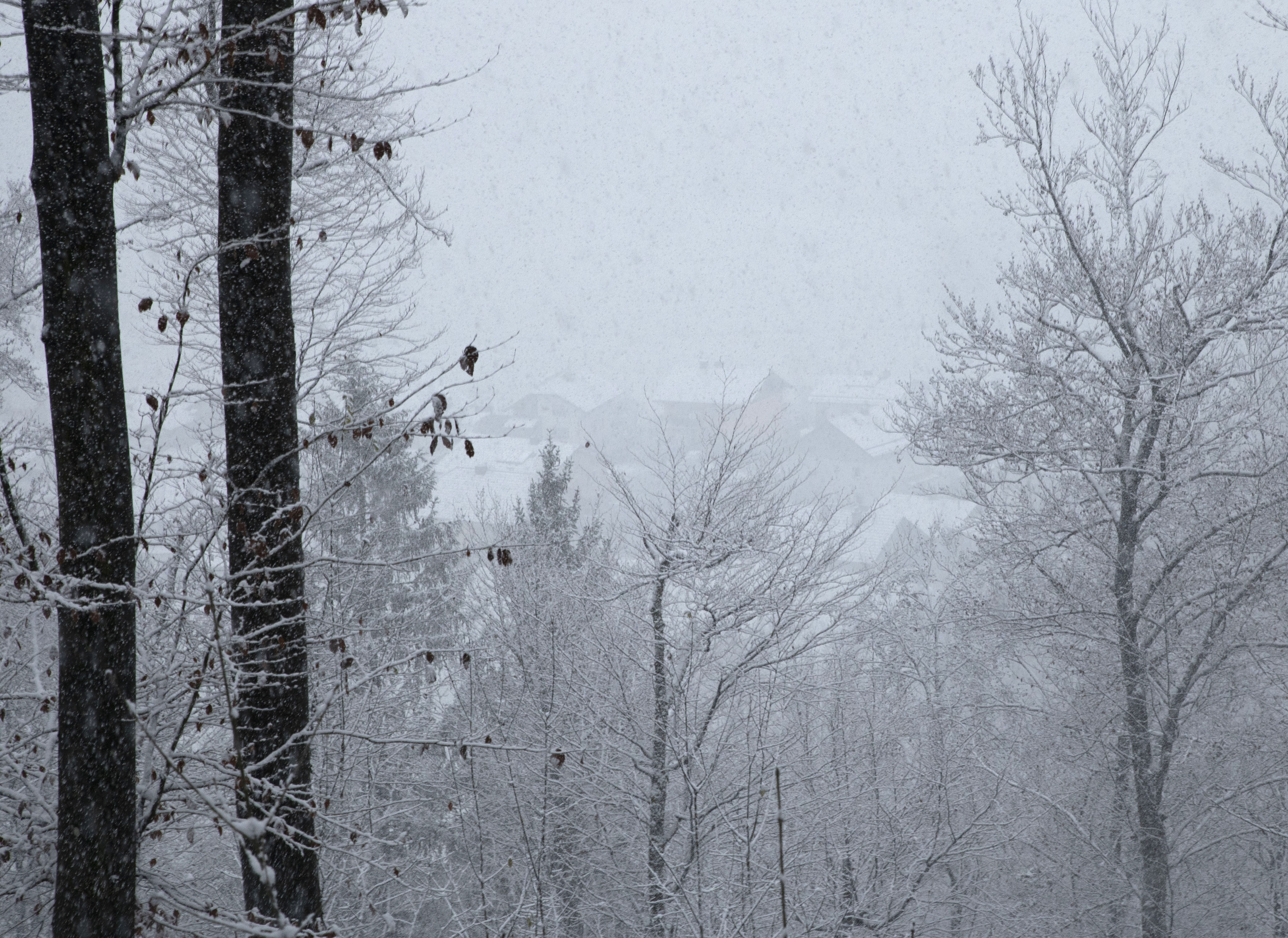Žiga Živulovič jr./Bobo