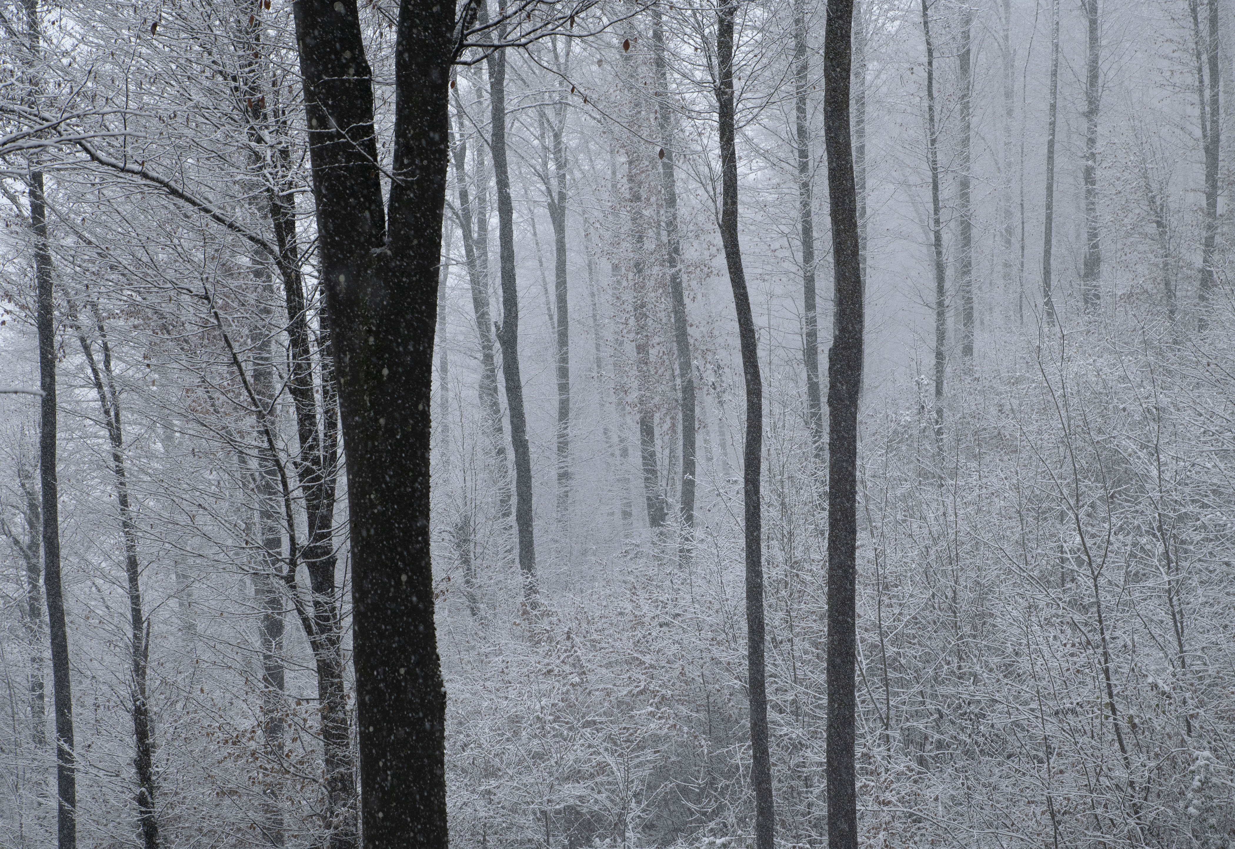 Žiga Živulovič jr./Bobo