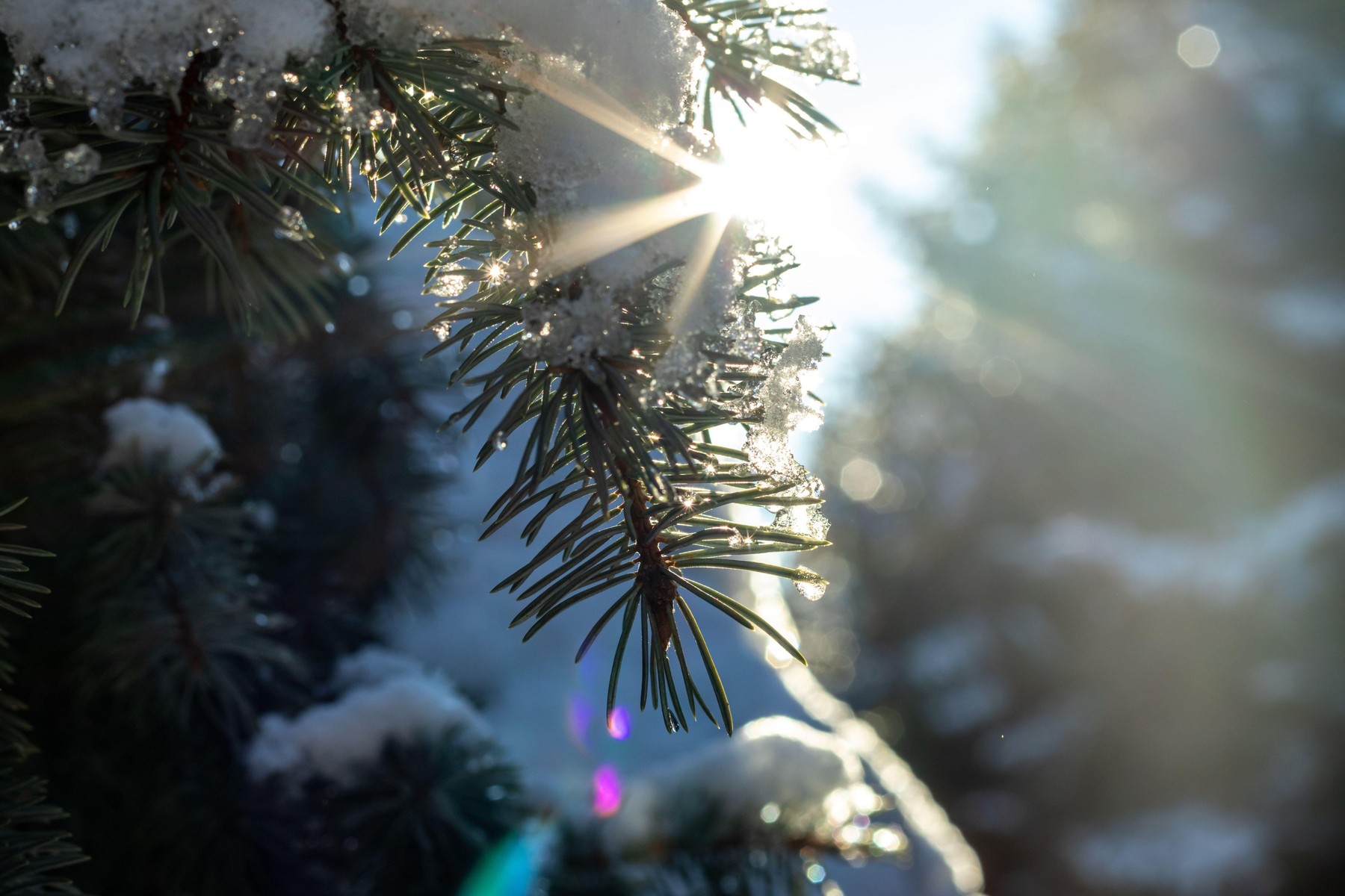 otoplitev, vreme, gozd